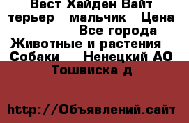 Вест Хайден Вайт терьер - мальчик › Цена ­ 35 000 - Все города Животные и растения » Собаки   . Ненецкий АО,Тошвиска д.